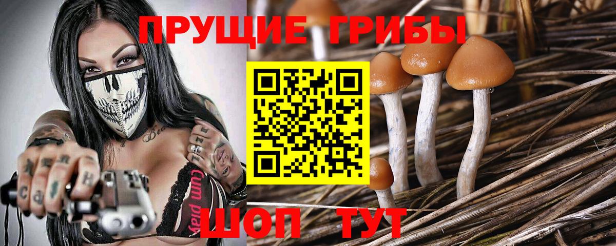 Галлюциногенные грибы Psilocybe  Ейск 